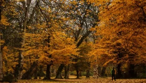 جاهای دیدنی تهران در پاییز: معرفی