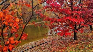 بهترین لوکیشن‌های تهران برای عکاسی در پاییز: بغ گیاه شناسی